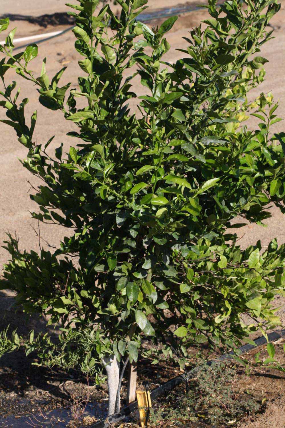            Habit (Riverside, CA)   